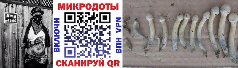Галлюциногенные грибы Psilocybe Сухой Лог